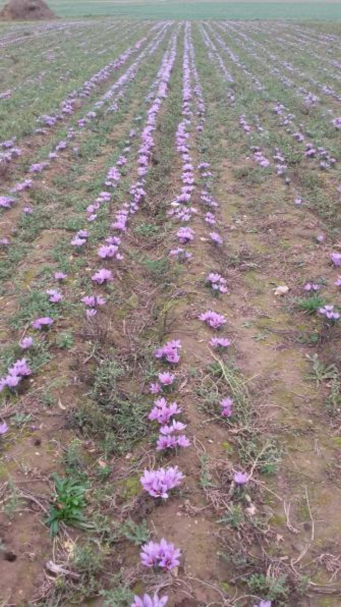 Champ de crocus à safran dans les Yvelines